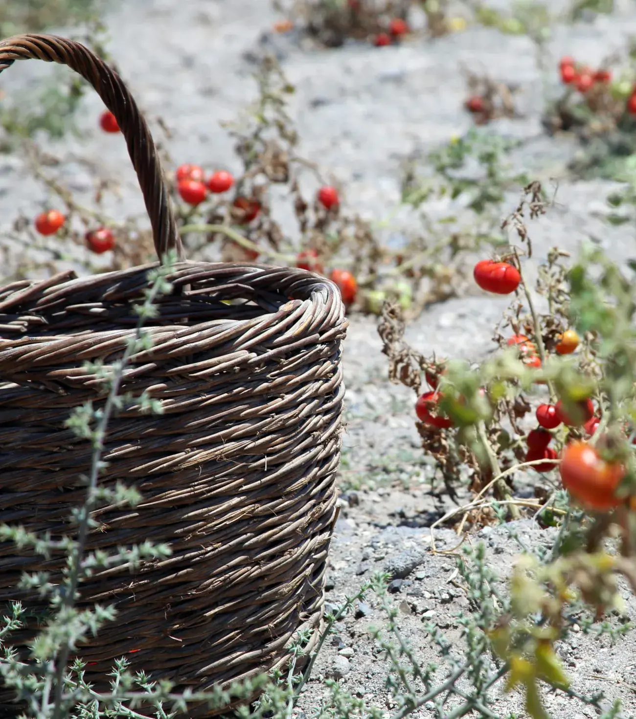 Explore Santorini